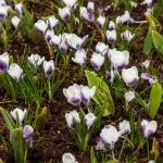 Bulbes à fleurs à planter à l'automne - Crocus Prins Claus (x20) - face recto